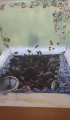 Caixa de abelha uruçu...