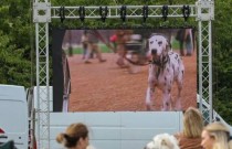 127 cães assistem ao filme 101 dálmatas e quebram recorde mundial