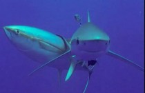 Atum usa tubarões para coçar as costas