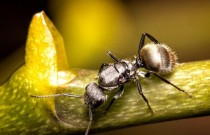 Quantas formigas existem na Terra? 20 quatrilhões, diz estudo