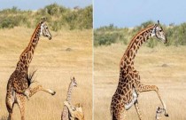 Mãe girafa salva seu filhote do feroz ataque de uma leoa
