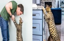 Conheça Fenrir, o gato mais alto do mundo