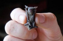 O menor morcego do mundo que pesa apenas 2 gramas