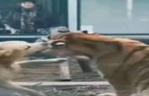 Cachorro enfrenta tigre e leão dentro de jaula de um zoológico