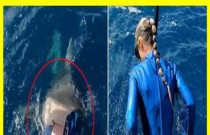 Mergulhadora quase pula dentro da boca de um tubarão tigre