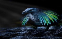 As 10 espécies de pombos mais belas e raras do mundo