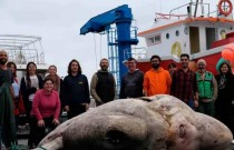 Peixe-lua gigante bate recorde mundial de peixe mais pesado