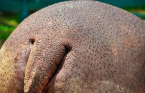 O suor dos hipopótamos é vermelho?