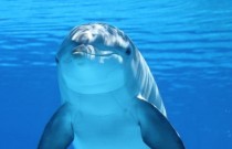 A triste história dos golfinhos alegres
