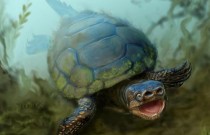 As espécies de Tartaruga mais bizarras do planeta