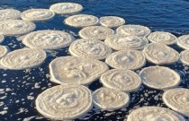 Impressionantes ‘panquecas de gelo’ rodopiam na superfície do rio escocês