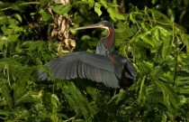 Aves mais raras do planeta em maior risco de extinção