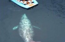 Observadores de baleias flagram nascimento raro de baleia cinzenta