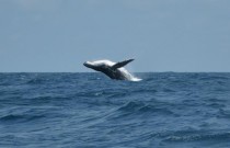 Baleias podem nos ajudar a combater as mudanças climáticas