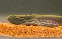 Cientistas encontram peixes lampreia antigos e ameaçados de extinção em Queensland