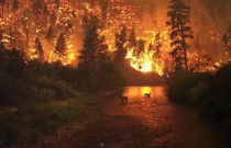 Quais são os efeitos do fogo nos ecossistemas florestais?