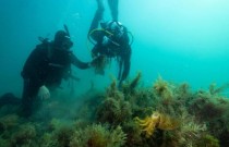 A rápida restauração dos recifes de ostras dá esperança de reparar o mar