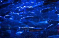 Como os peixes sobrevivem em águas congeladas?