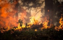 Qual a diferença entre queimadas e incêndios florestais?