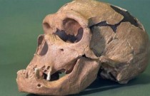 Uma capacidade curiosa diferenciou o Homo sapiens dos neandertais