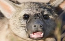 Lobo-da-terra: ‘Primo” da hiena que come 300.000 cupins todas as noites
