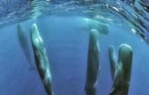 O Fascinante comportamento do sono vertical das Baleias Cachalotes