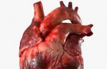 Conheça alguns hábitos que enfraquecem a saúde do seu coração