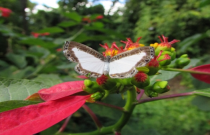 Guia de identificação de campo para borboletas (Lepidópteros)