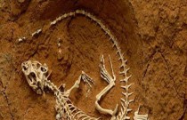A arte e a ciência da paleontologia