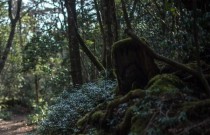 O bosque do suicídio no Japão