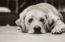 Quais são os animais venenosos que causam acidentes em cães e gatos?