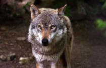 10 Curiosidades incríveis sobre lobos