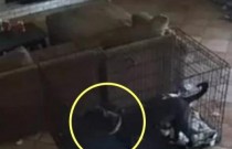 Será um fantasma? Vídeo mostra cachorro sendo puxado por coleira