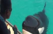 Conheça Wilie - a baleia orca que imita sons humanos