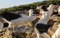 Mudança climática está causando o divórcio dos albatrozes monogâmicos