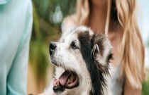 Cuidados com cachorro idoso: Veja 4 dicas essenciais
