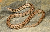 Foto de cobra postada no Instagram leva à descoberta de uma nova espécie do Himalaia