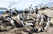 Aves marinhas da Antártica enfrentam declínio de populações