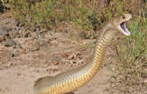 A cobra mais venenosa do mundo
