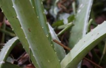 Visitando o mundo curioso da babosa (Aloe vera): um rico vegetal milenar
