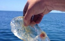 O raro e estranho peixe transparente dos oceanos