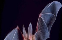 7 coisas estranhas que os morcegos fazem além de beber sangue