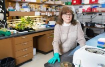 Cientistas encontram receita de composto anticâncer em ervas