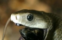 Mamba-negra, a cobra mais temida da África