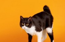O Bobtail Japonês – Um raro gato com cauda de coelho