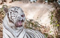 7 curiosidades intrigantes sobre o tigre-de-bengala