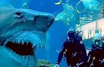 Turistas ficam frente a frente com um grande tubarão tigre em aquário de Dubai