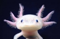 Conheça o Axolote: a salamandra sensação da internet