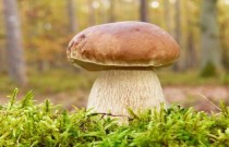 Os cogumelos comestíveis (ou não) boletes