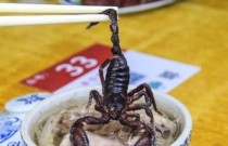 Sopa de cobra e escorpião – Um prato que faz você suar de medo